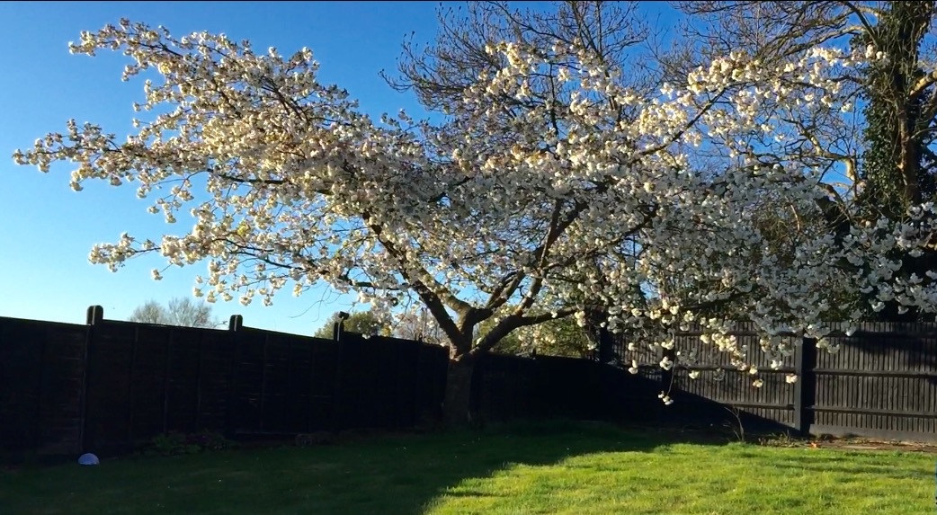 Garden Pilates Anyone??