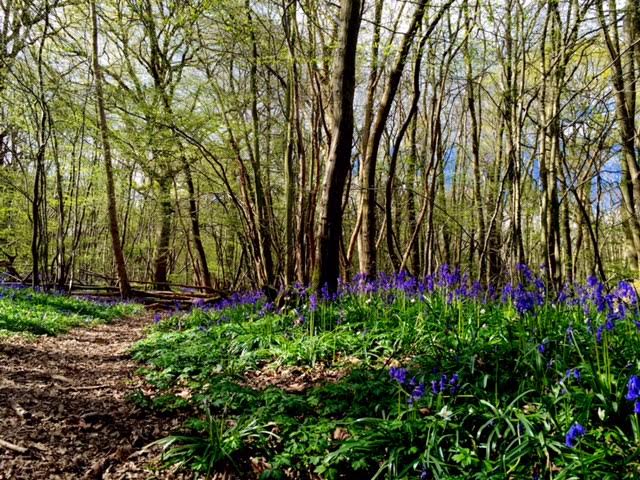 bluebell walks